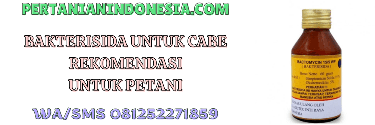 pestisida,bakterisida,untuk,cabe,cabai